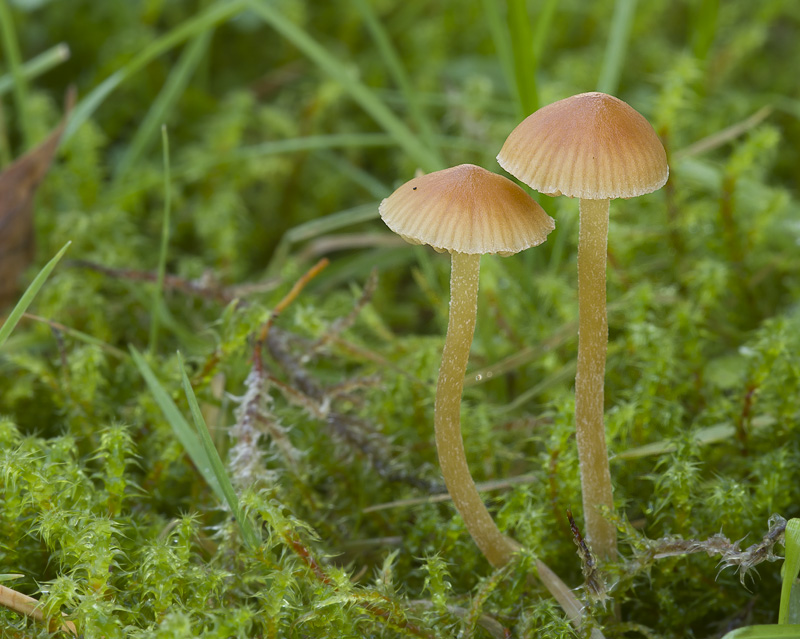 Galerina clavata